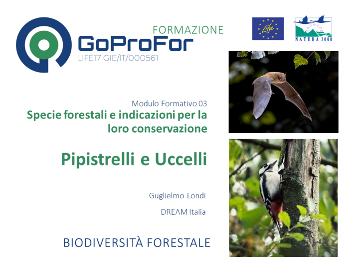 Specie forestali e indicazioni per la loro conservazione: pipistrelli e uccelli